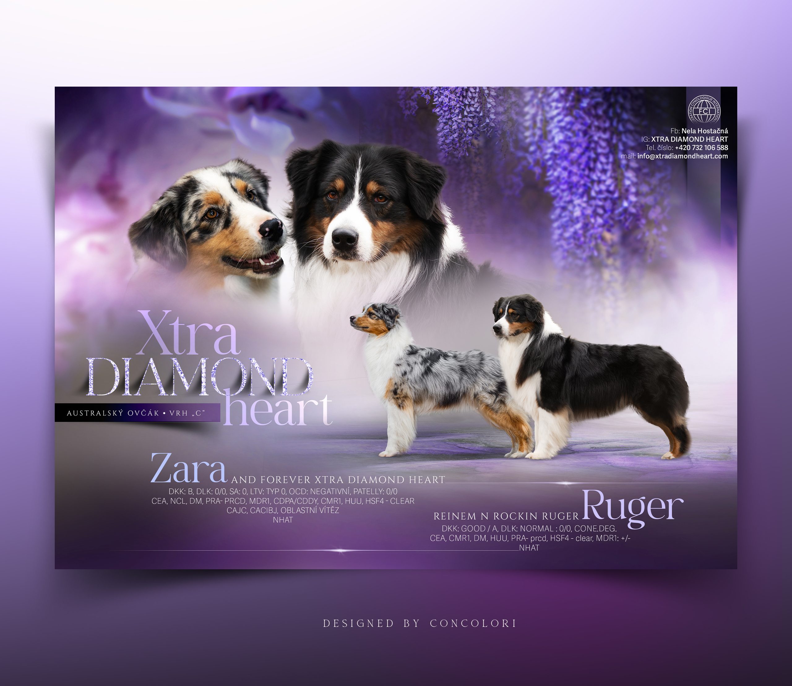 Máme štěnátka. Vrh C – Zara X Ruger